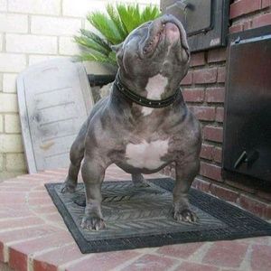 Meet your Posher, Wayne